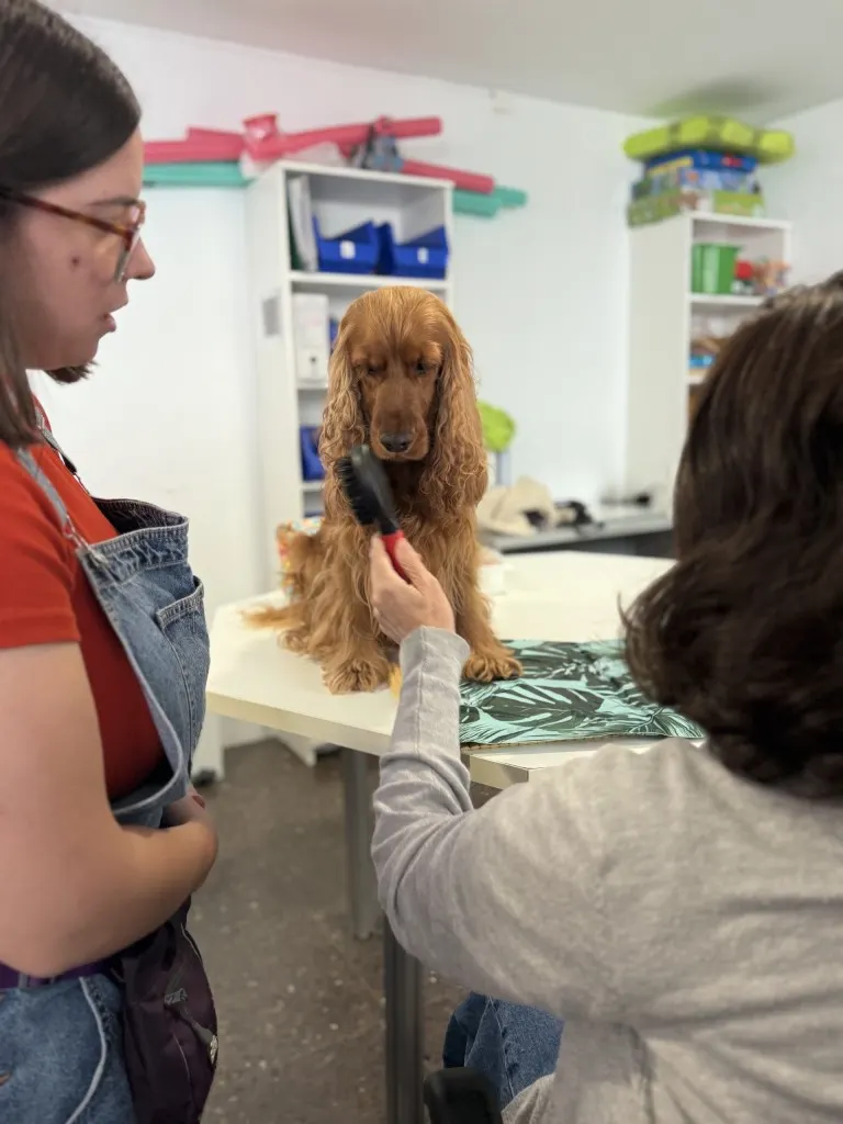 daño-cerebral-sevilla-terapia-perros-intervencion-asistida-animales