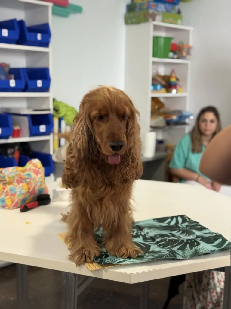 daño-cerebral-sevilla-terapia-perros-intervencion-asistida-animales